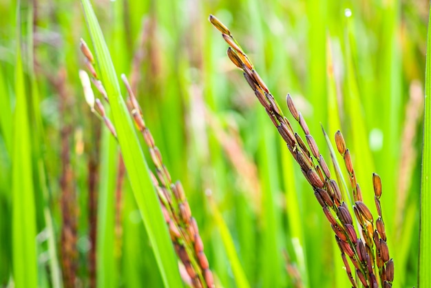 Planta de arroz en campo de arroz orgánico verde