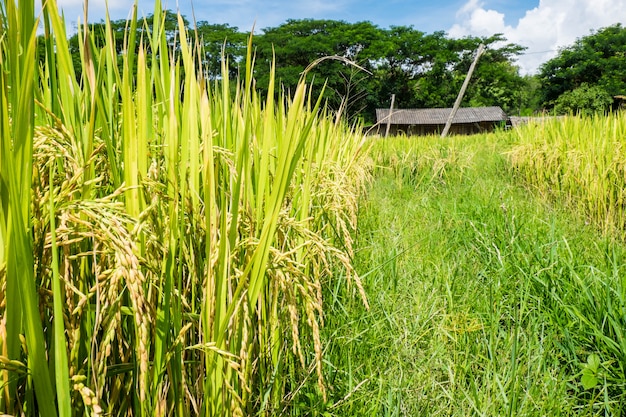 Planta de arroz en el campo de arroz