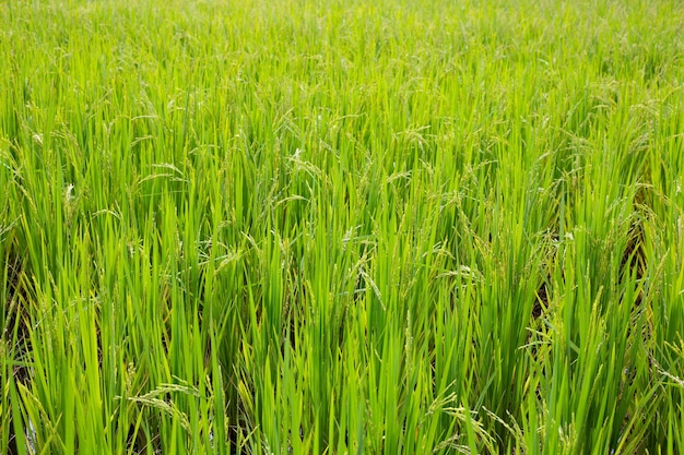 planta de arroz en el campo de arroz