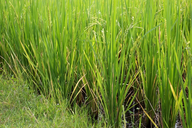 planta de arroz en el campo de arroz