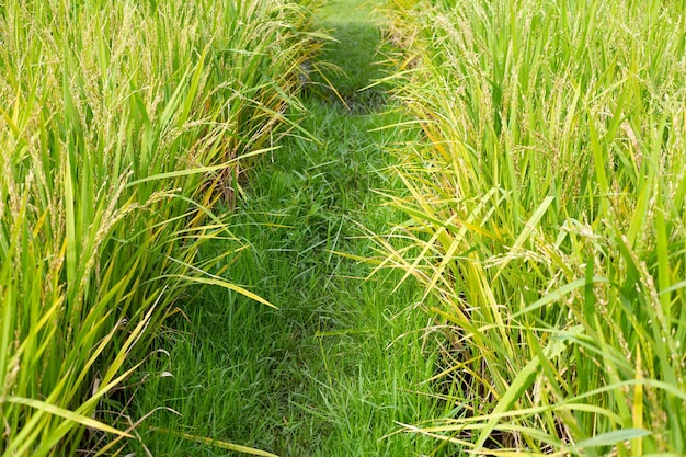 planta de arroz en el campo de arroz