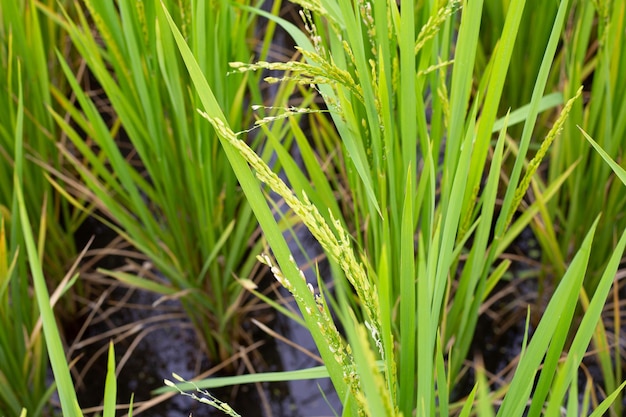 planta de arroz en el campo de arroz