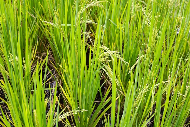 planta de arroz en el campo de arroz