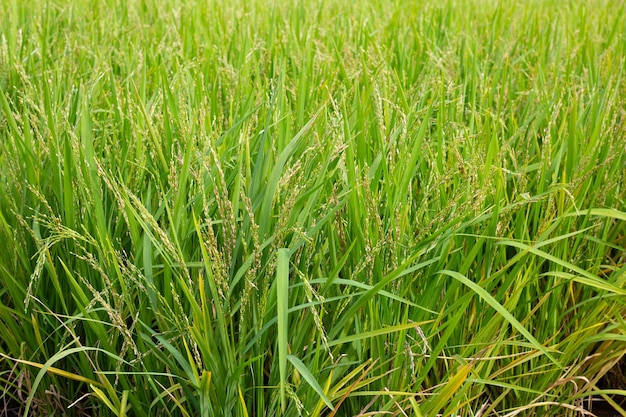 planta de arroz en el campo de arroz