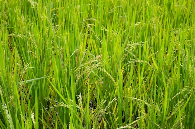 planta de arroz en el campo de arroz