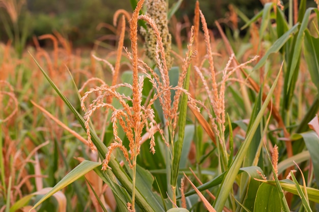 planta de arroz en el campo en la puesta de sol