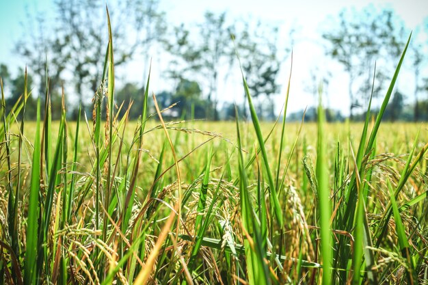 planta de arroz en el campo verde de arroz