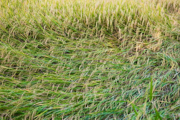 Planta de arroz cayendo