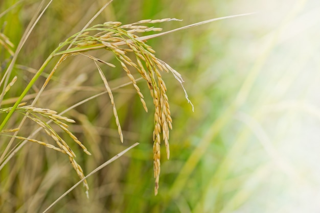 Planta de arroz, fondo verde de la naturaleza, alimentos orgánicos.