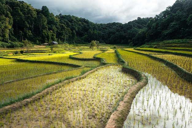 Planta de arroz joven en la temporada de lluvias de campo