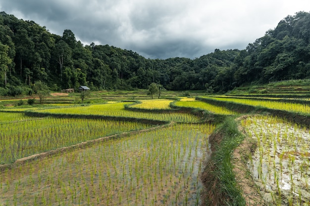 Planta de arroz joven en la temporada de lluvias de campo