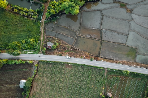 Planta de arroz joven en la temporada de lluvias de campo