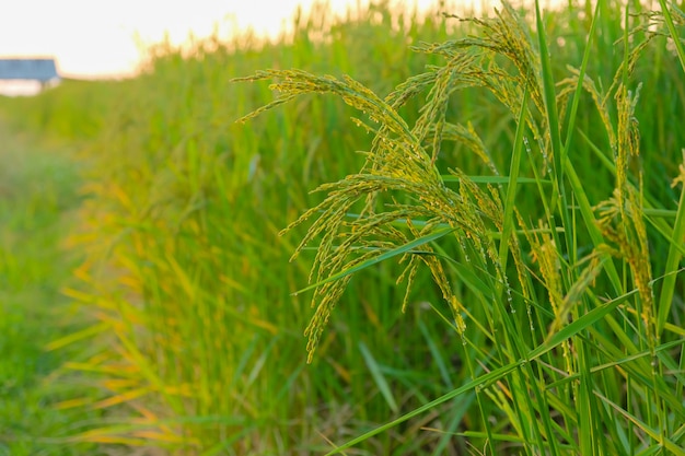 Planta de arroz verde en granja