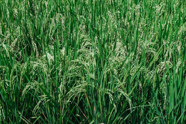 Planta de arroz verde o arroz de cerca adecuada para el fondo