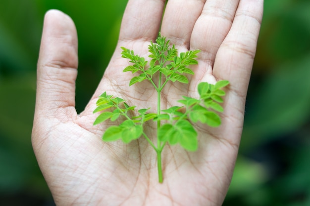 Planta árvore na mão