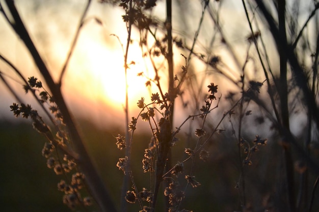 Una planta con un atardecer de fondo