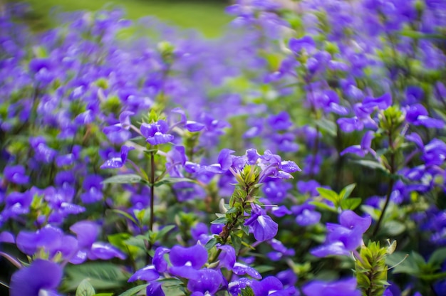 Planta azul de las flores de Hawaii para el fondo.