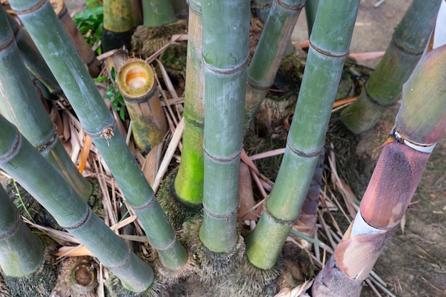 Planta de bambú en el jardín.