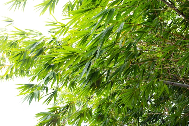 Planta de bambú en el jardín.