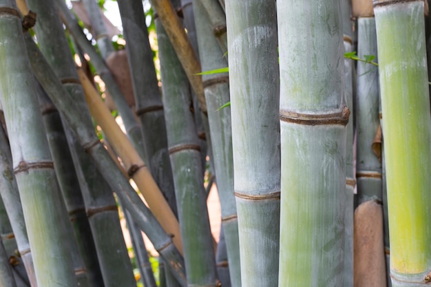 Planta de bambú en el jardín.