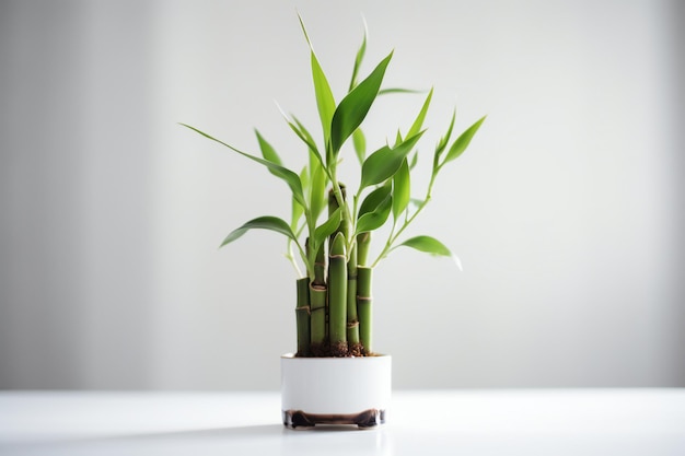 Una planta de bambú en un jarrón blanco con fondo blanco.