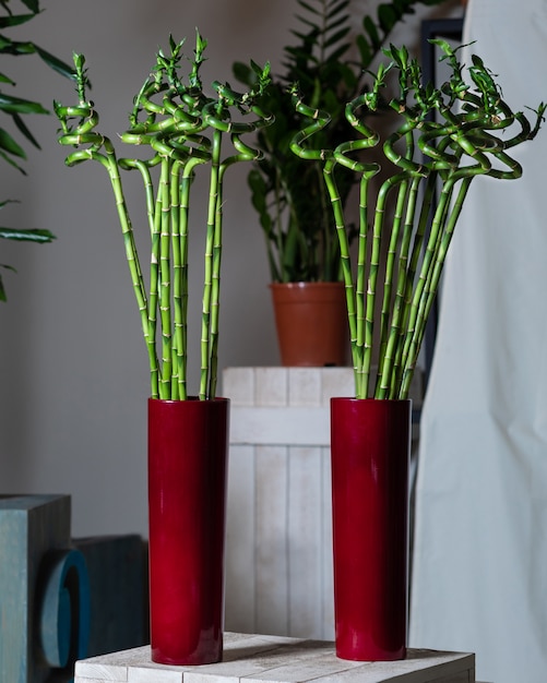 Planta de bambú en la olla roja