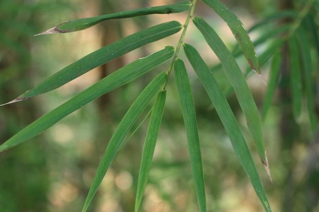 Planta de bambú en tropical.