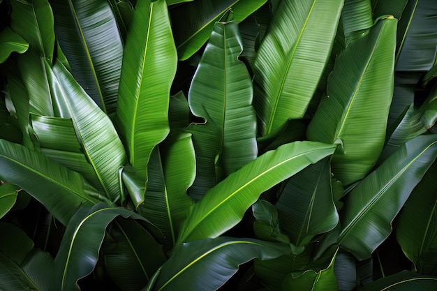 Planta de banano hojas tropicales verdes frescas aisladas sobre fondo negro