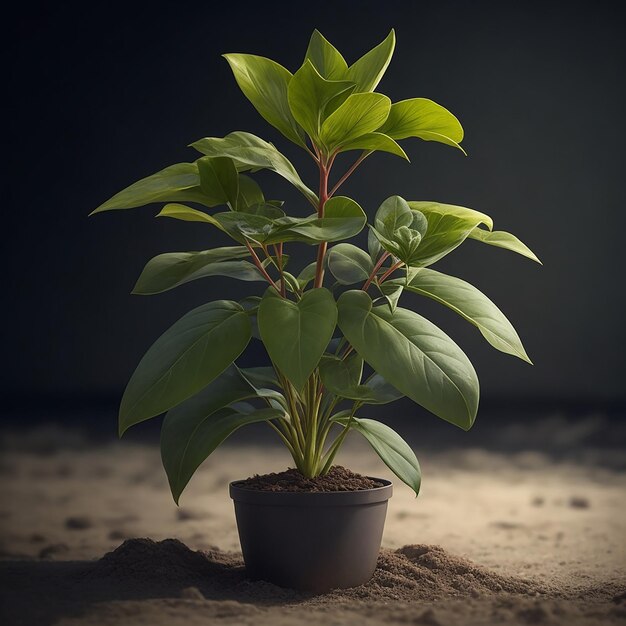 La planta en la bañera