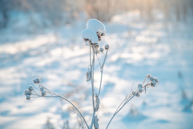 Foto planta de bardana en invierno cubierta de nieve concepto de invierno