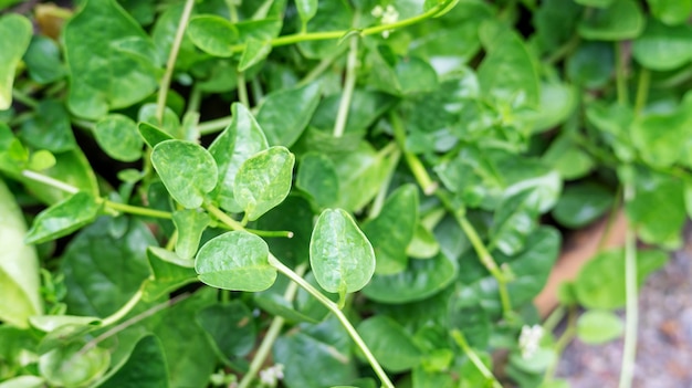 Planta Basella alba en un huerto