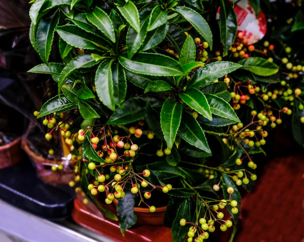 Planta de baya ardisia crenata frondosa verde en el mercado floral. Enfoque selectivo