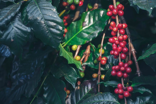 Planta de bayas de grano de café rojo maduro crecimiento de árbol de café de semilla fresca en granja orgánica ecológica verde Cierre de cosecha de bayas arábica de robusta de semilla madura roja para jardín de café Arbusto de hoja verde de grano de café fresco