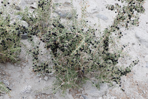 Foto una planta con bayas negras en el desierto.