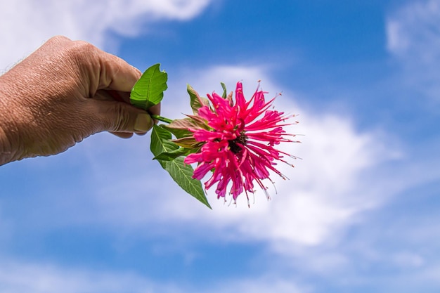 Foto planta bergamota con flores en la mano contra el cielo