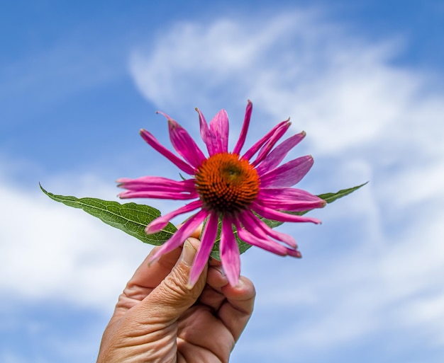 Planta bergamota con flores en la mano contra el cielo