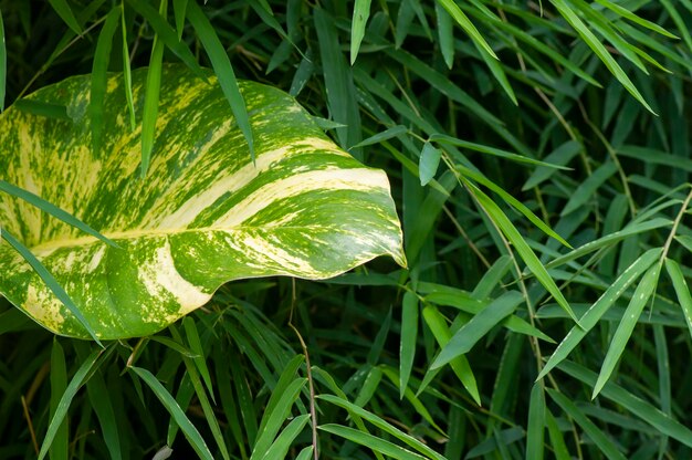 Una planta de betel holandesa Devil's Ivy leaf entre hojas verdes de bambú fondo natural