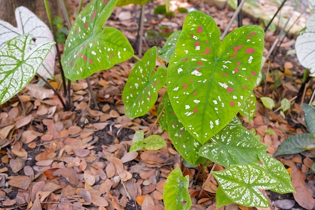 Planta bicolor Caladium brillante en el suelo