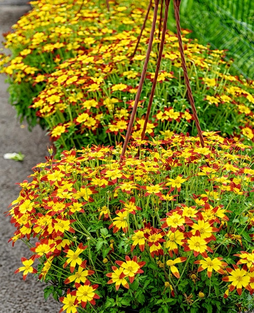 Planta bidens amarilla roja en macetas para decorar tu jardín