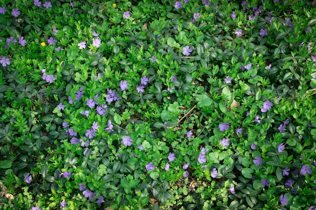 Planta de bígaro azul botánica o vinca minor de cerca