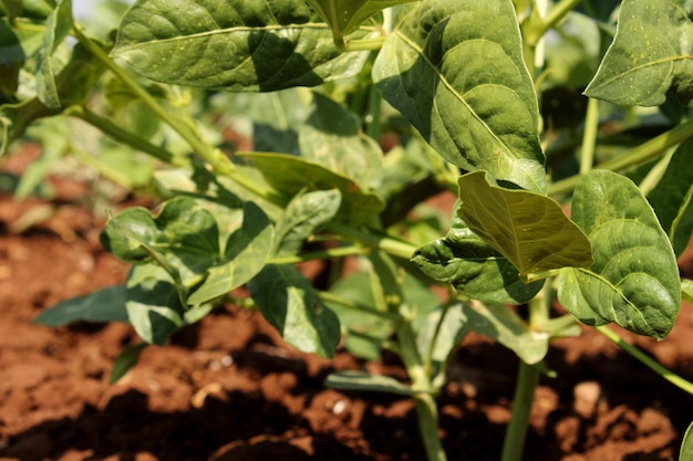 Planta de Black Eyed Pea en tierras agrícolas