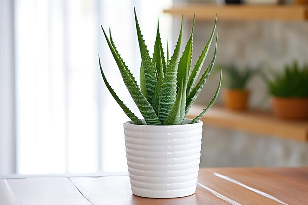 Una planta blanca de aloe vera en maceta