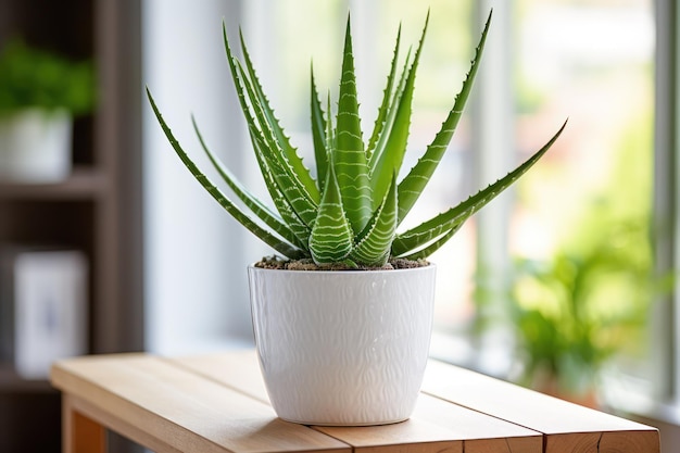 Una planta blanca de aloe vera en maceta