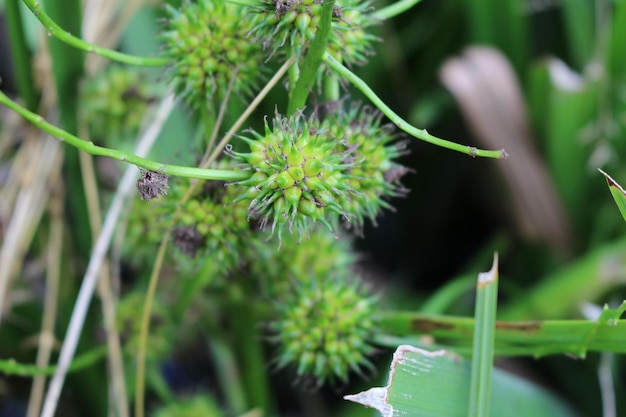 Una planta con bolas verdes.