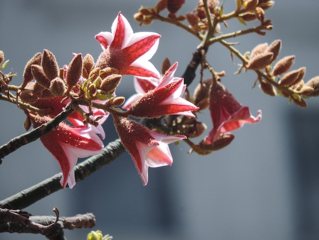 Foto planta bonita na natureza