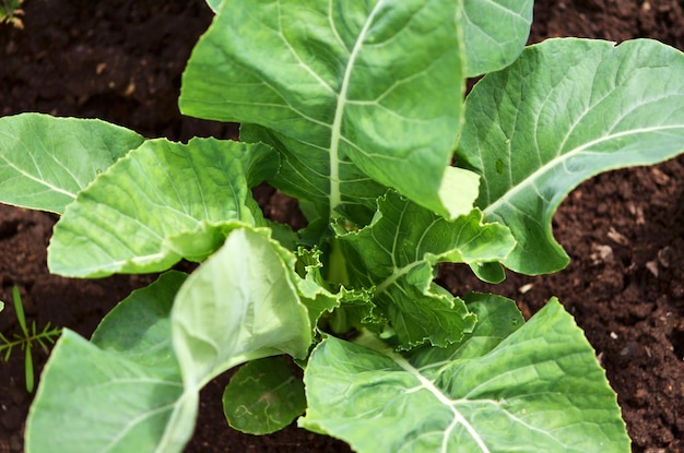 Planta de brócoli de coliflor que crece en un huerto.