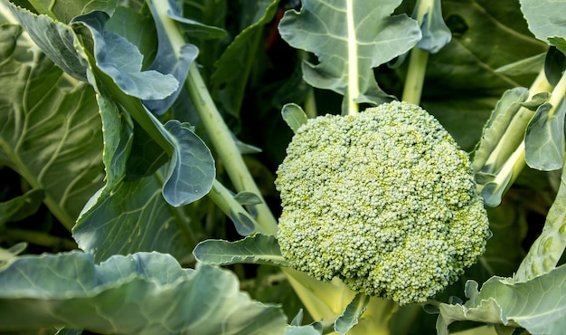 Planta de brócoli joven orgánica que crece en el jardín Repollo fresco con hojas Primer plano y vista superior