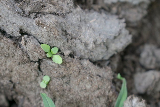 Foto la planta brota en estiércol