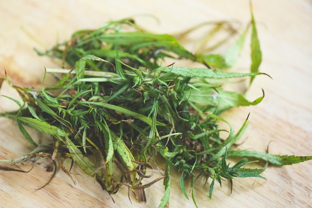 Planta de brote de cannabis y semillas de marihuana con hoja de cáñamo sobre fondo de madera