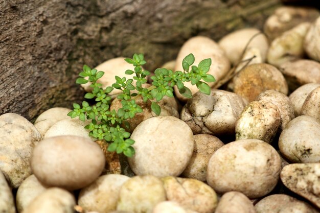 Planta de brotes verdes con piedra.